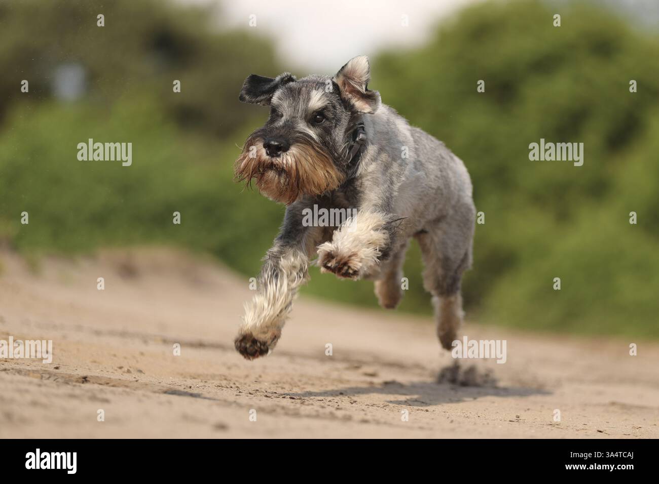 Schnauzer standard Foto Stock