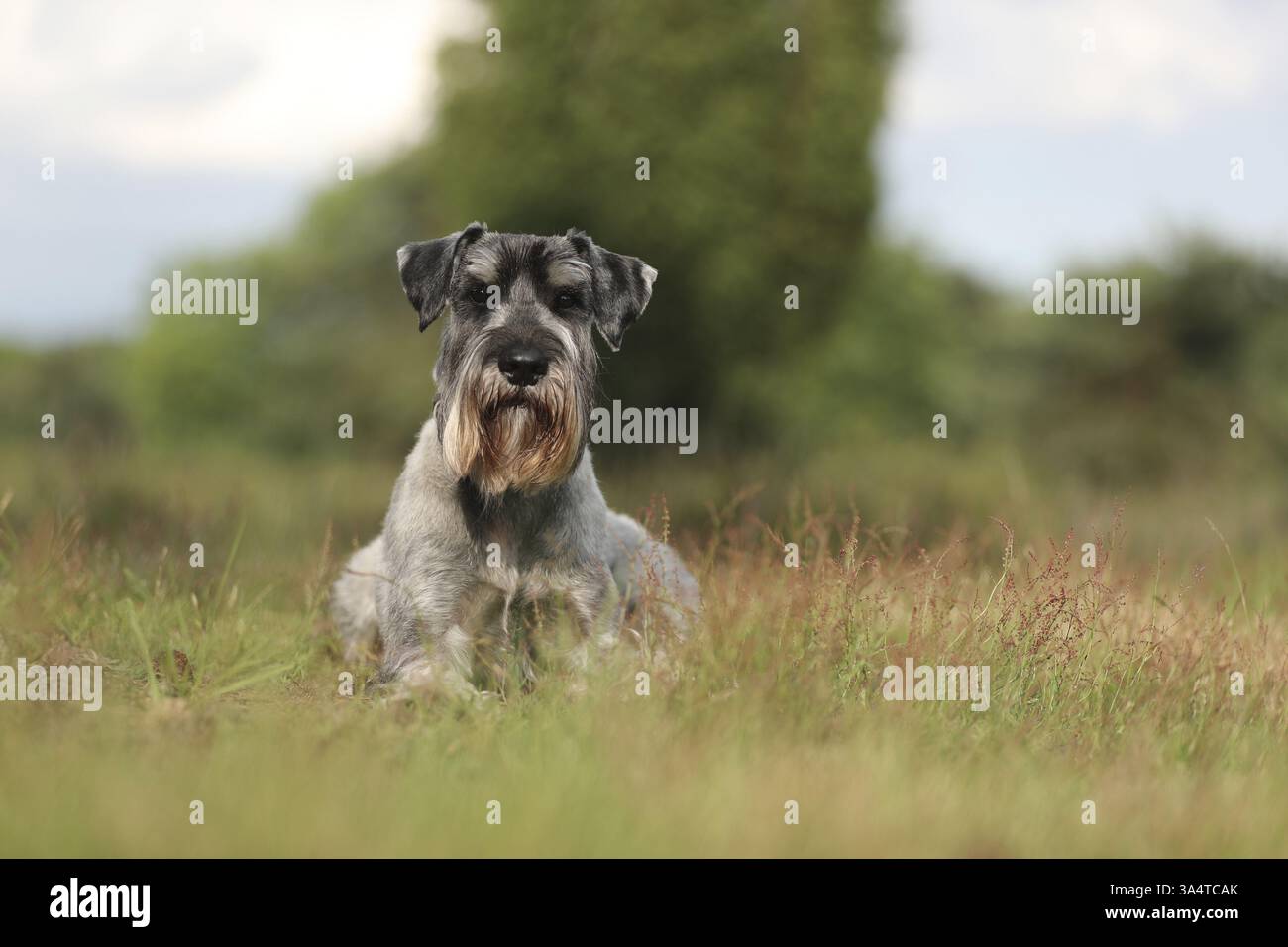 Schnauzer standard Foto Stock