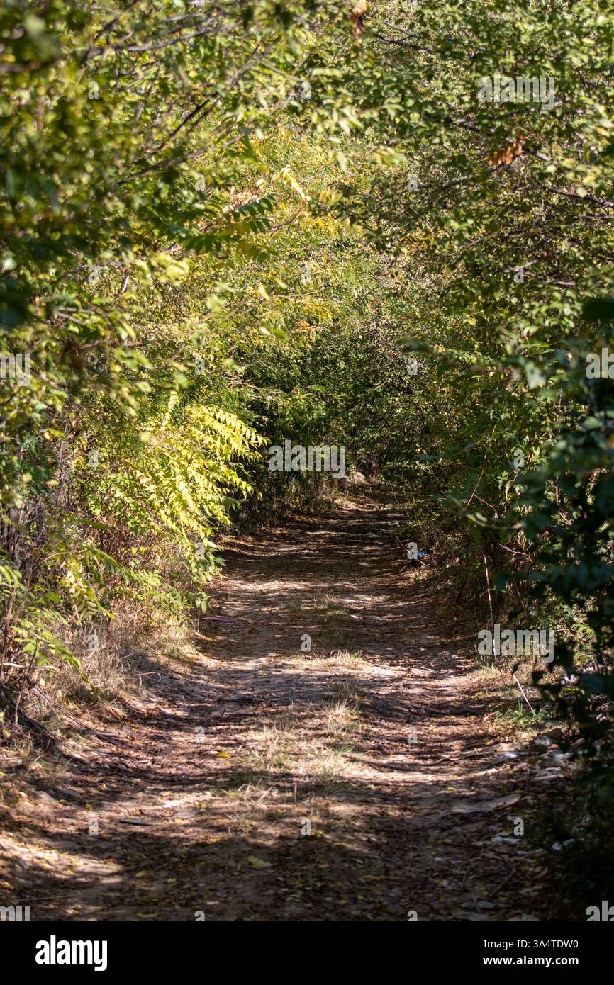 Un tranquillo sentiero nella foresta si snoda attraverso fitte foglie, invitando i viaggiatori a esplorare la natura. La luce solare filtra tra gli alberi, creando ombre morbide Foto Stock