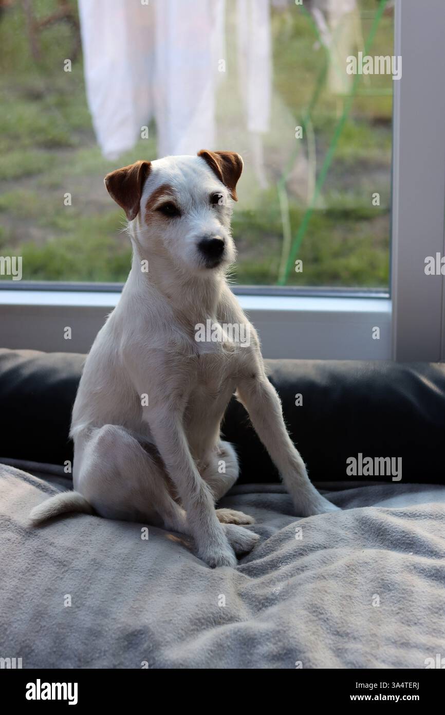 Jack Russell terrier seduto su un divano vicino alla finestra Foto Stock