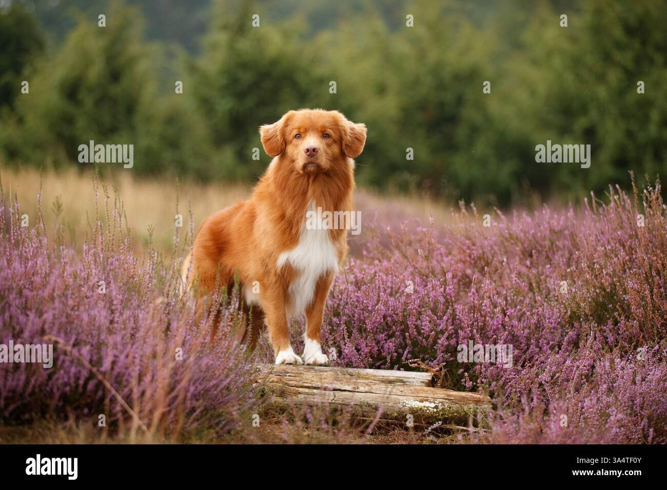 Nova Scotia Duck Tolling Retriever Foto Stock