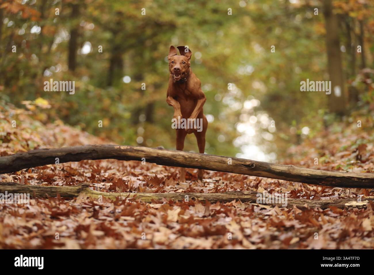 Magyar Vizsla in autunno Foto Stock