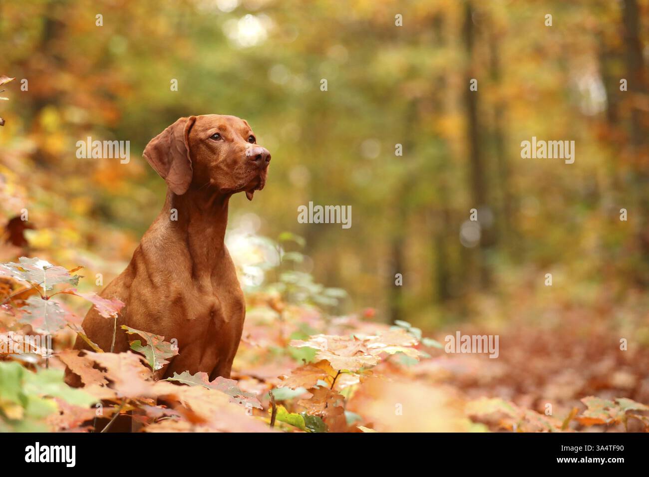 Magyar Vizsla in autunno Foto Stock