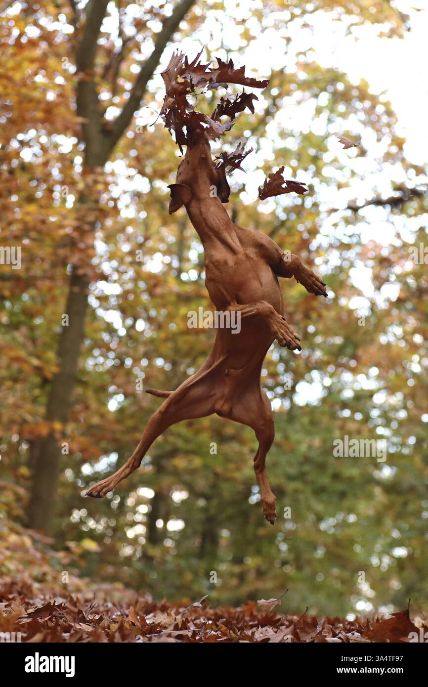 Magyar Vizsla in autunno Foto Stock