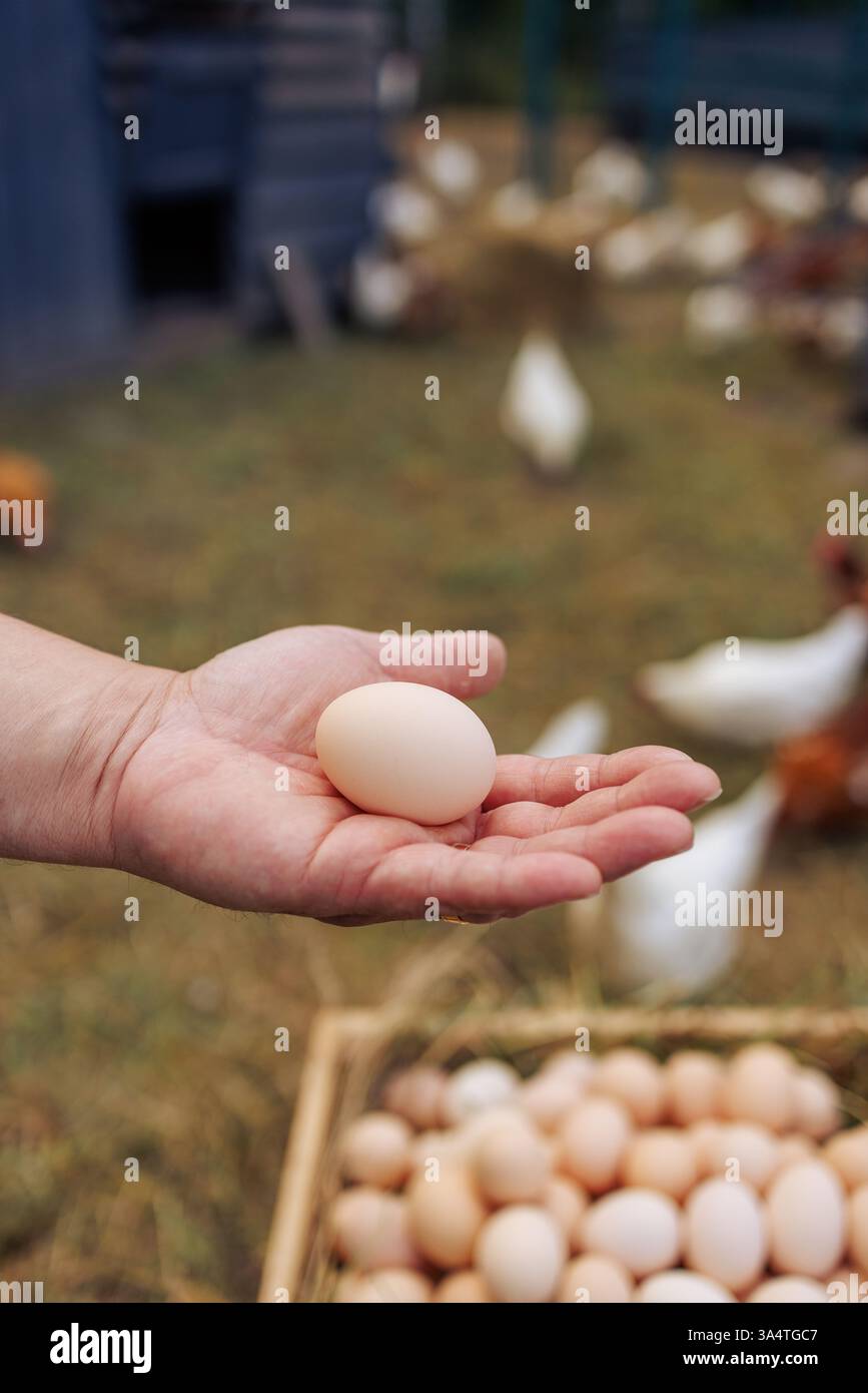 Agricoltore che detiene un uovo biologico fresco con un cesto di uova e polli allevati all'aperto sullo sfondo, Foto Stock