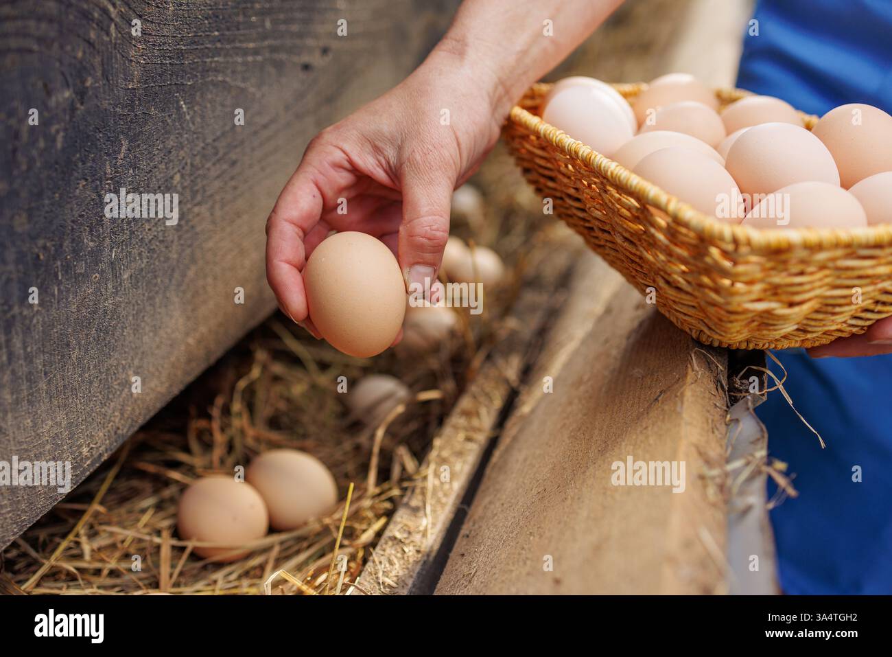 Agricoltore che raccoglie uova fresche biologiche da un nido in un cesto di vimini di un'azienda agricola, Foto Stock