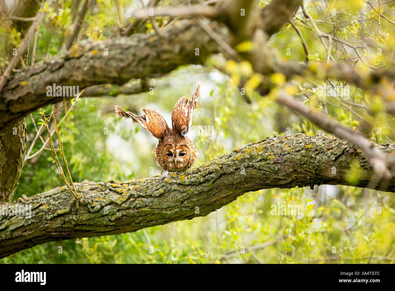 Gufo di Tawny con ali ampiamente sparse che volano nella foresta. Animale selvaggio. Owl che vola in aria con i rami della foresta verde nel backgroud. Strix aluc Foto Stock