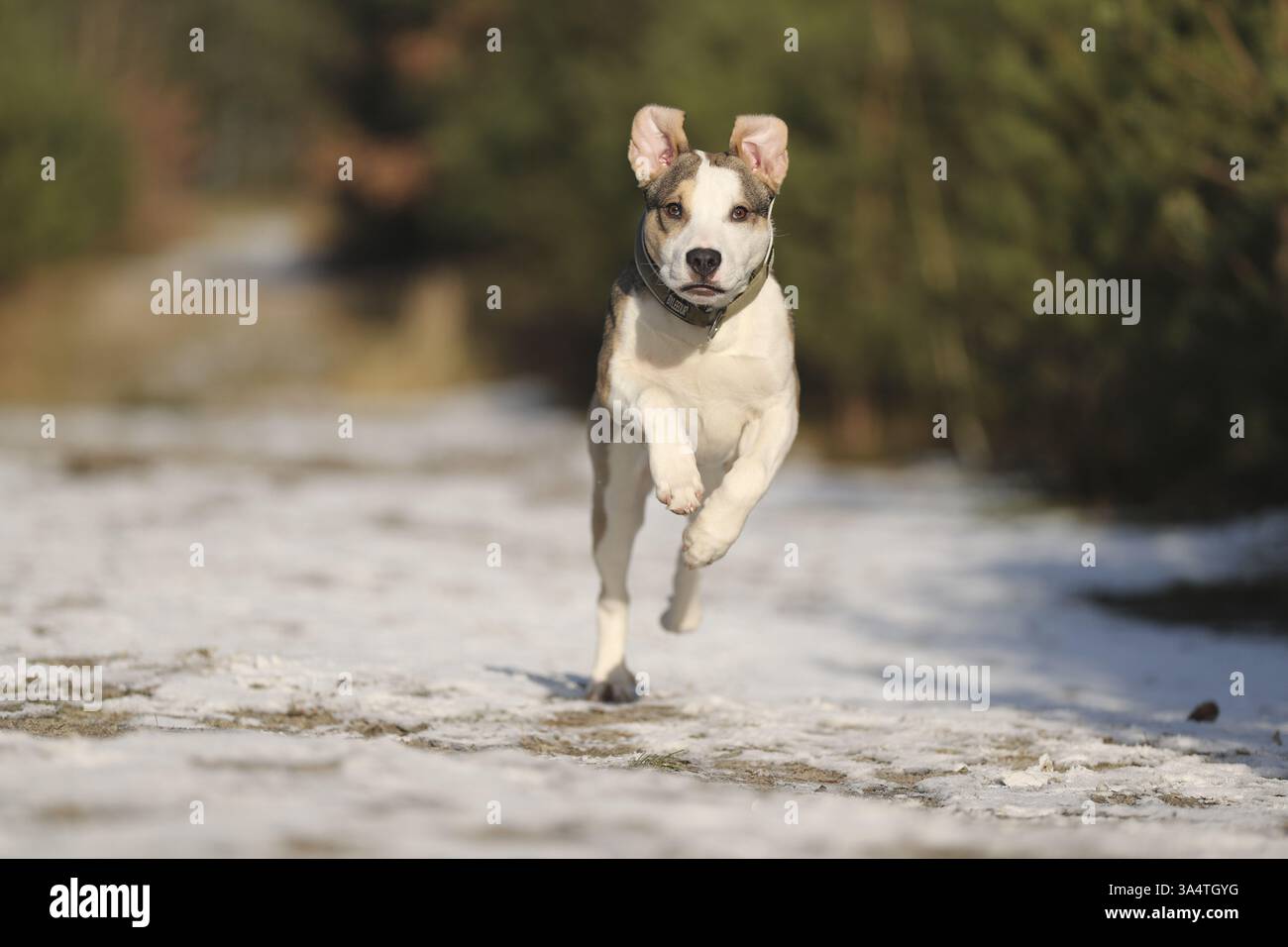 Staffordshire Bull Terrier Foto Stock