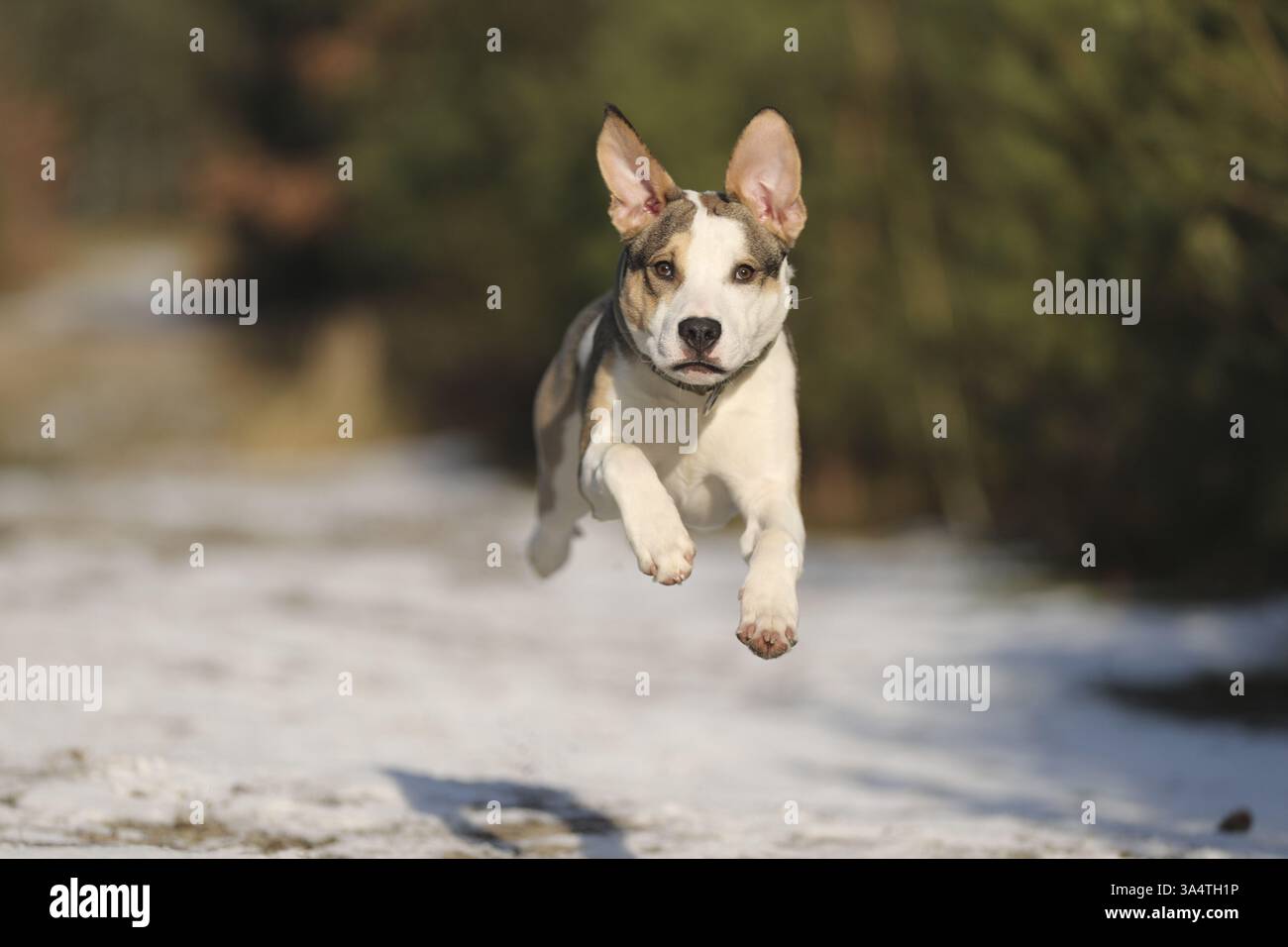 Staffordshire Bull Terrier Foto Stock