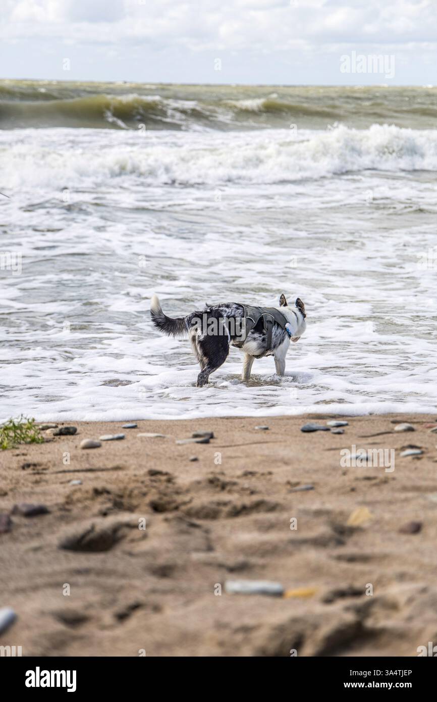 Un bel Blue Merle, Border Collie che si diverte sulla spiaggia. Foto Stock