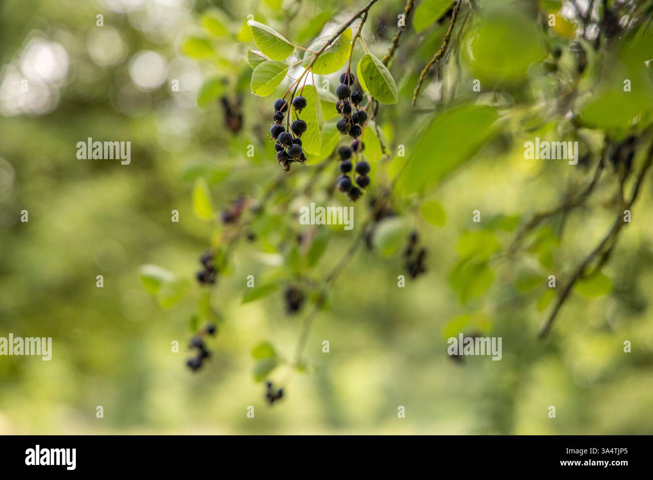 Frutti viola di shadbush Serviceberry. primo piano di Berry dell'Amelanchier lamarckii, chiamato anche juneberry, serviceberry o shadbush. Foto Stock