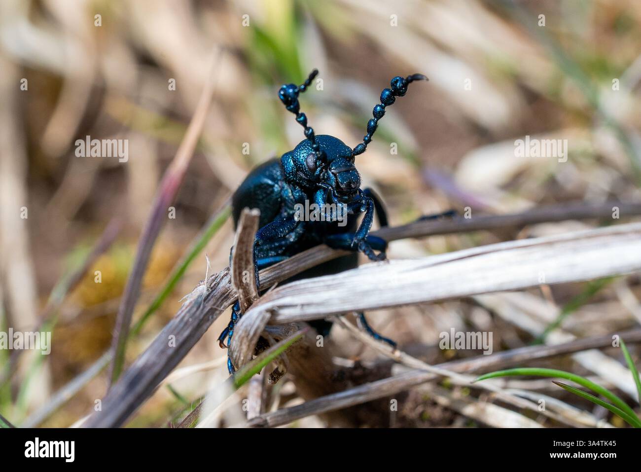 Meloe Proscarabaeus Beetle Meadows Adventure presso la riserva naturale nazionale Rodney Stoke nel Somerset 6-14 Foto Stock