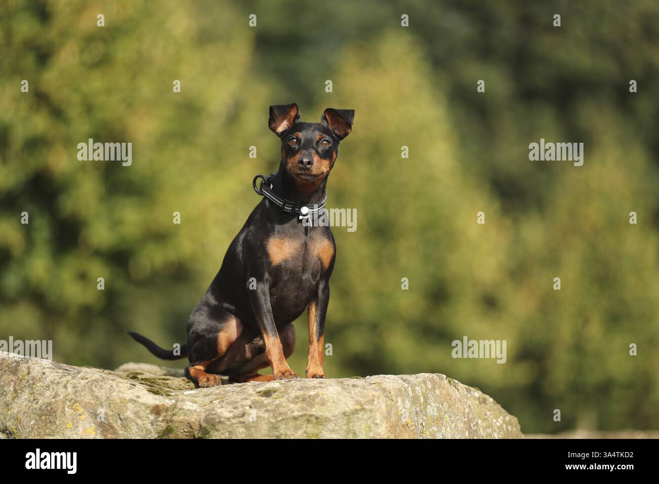 Pinscher in miniatura Foto Stock