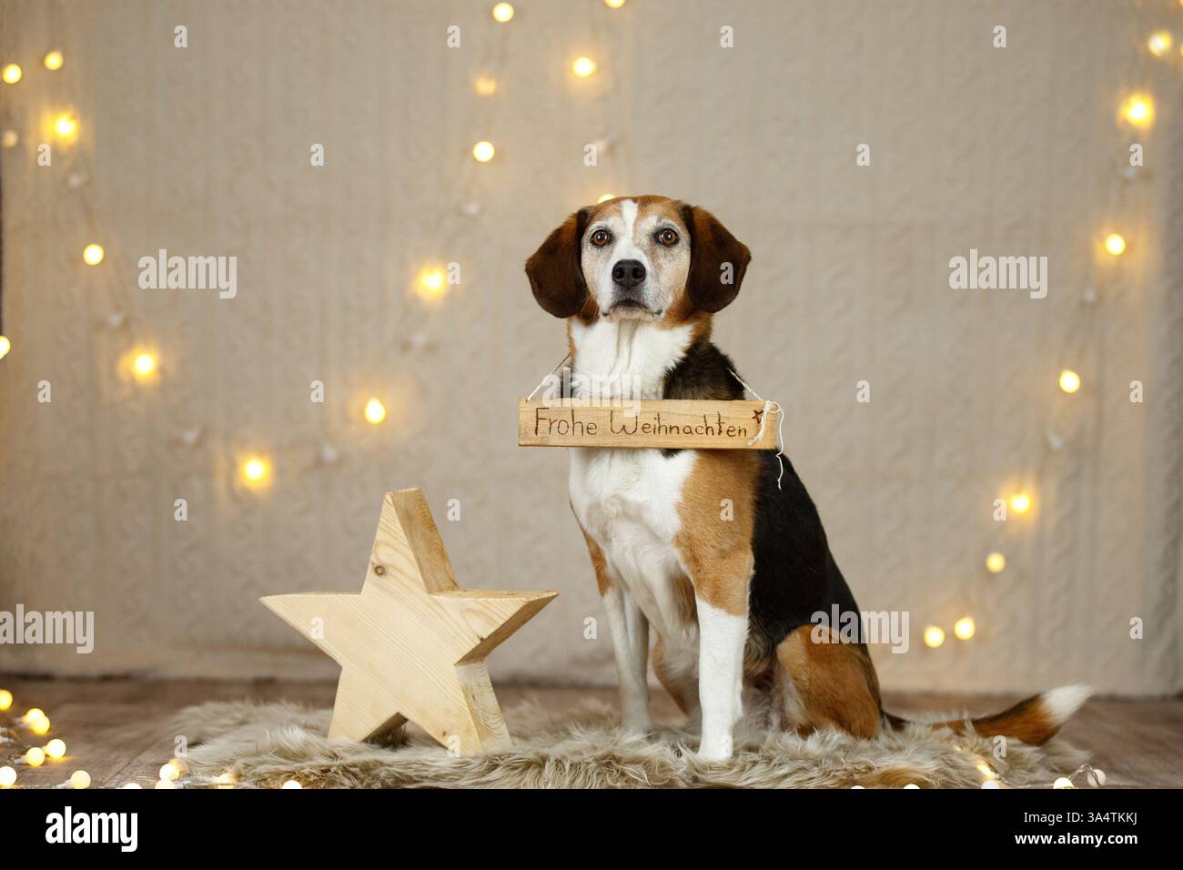 Beagle nella decorazione natalizia Foto Stock