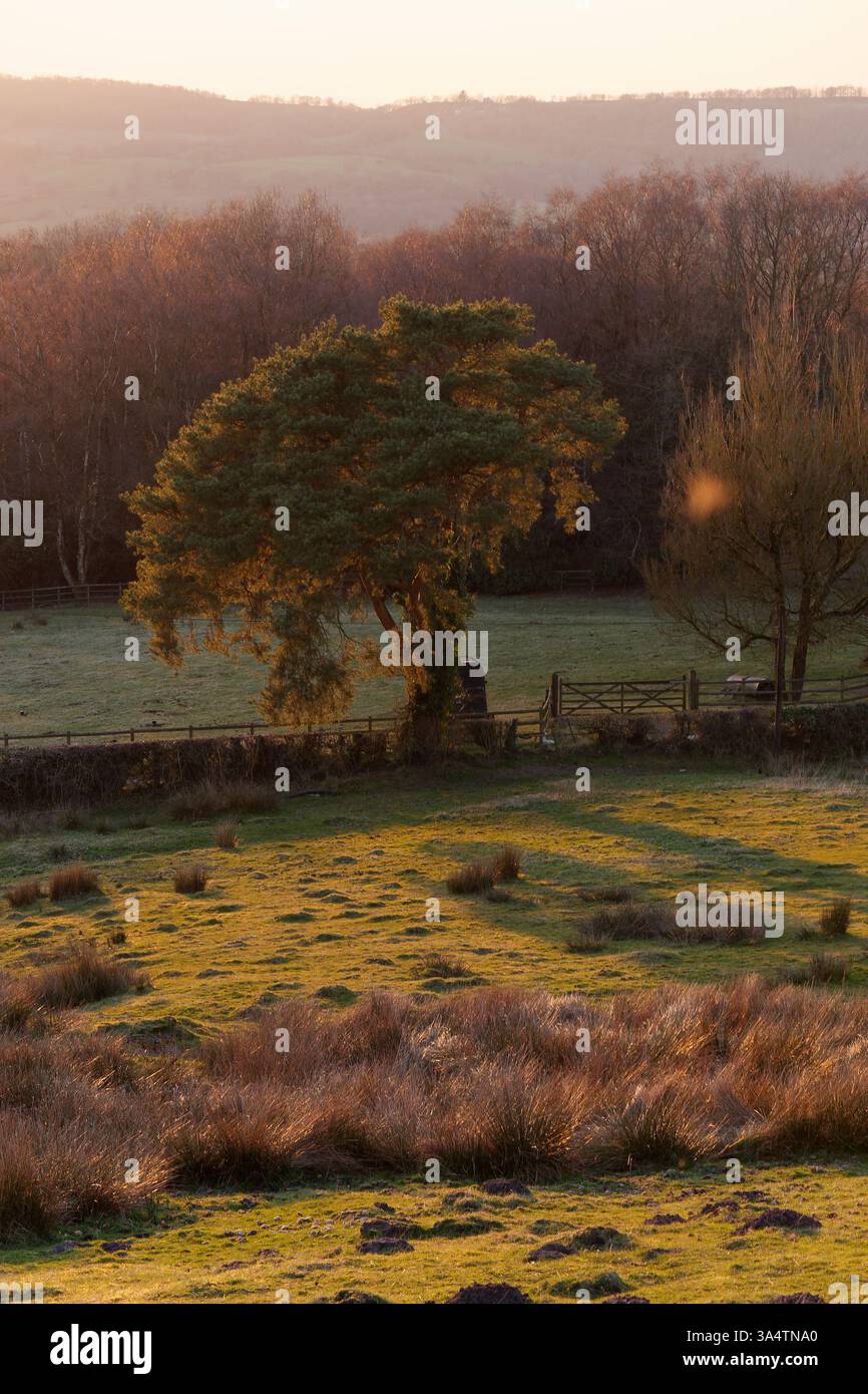 Albero caratteristico accanto alla scatola dei cavalli in un campo al tramonto con colline dietro a Biddulph, Staffordshire, marzo 25 Foto Stock