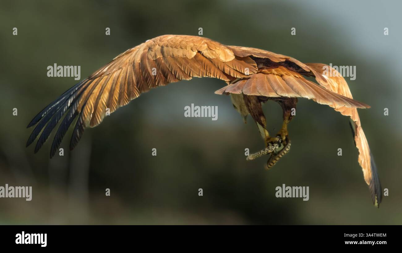 Il brahminy aquilone si forgia con il quarzo e l'alto rango, o ancora cacciando da un importante altura; a volte perquisisce a terra. Si afferra per planare. Foto Stock