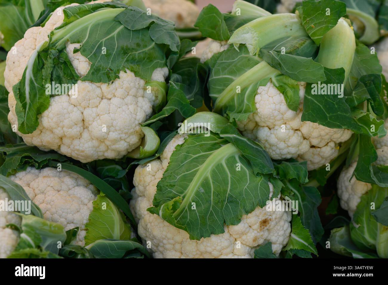 Le teste di cavolfiore bianco brillante sono impilate con cura con foglie verdi vivaci ancora attaccate. La calda luce del sole mette in risalto il loro aspetto fresco e organico Foto Stock