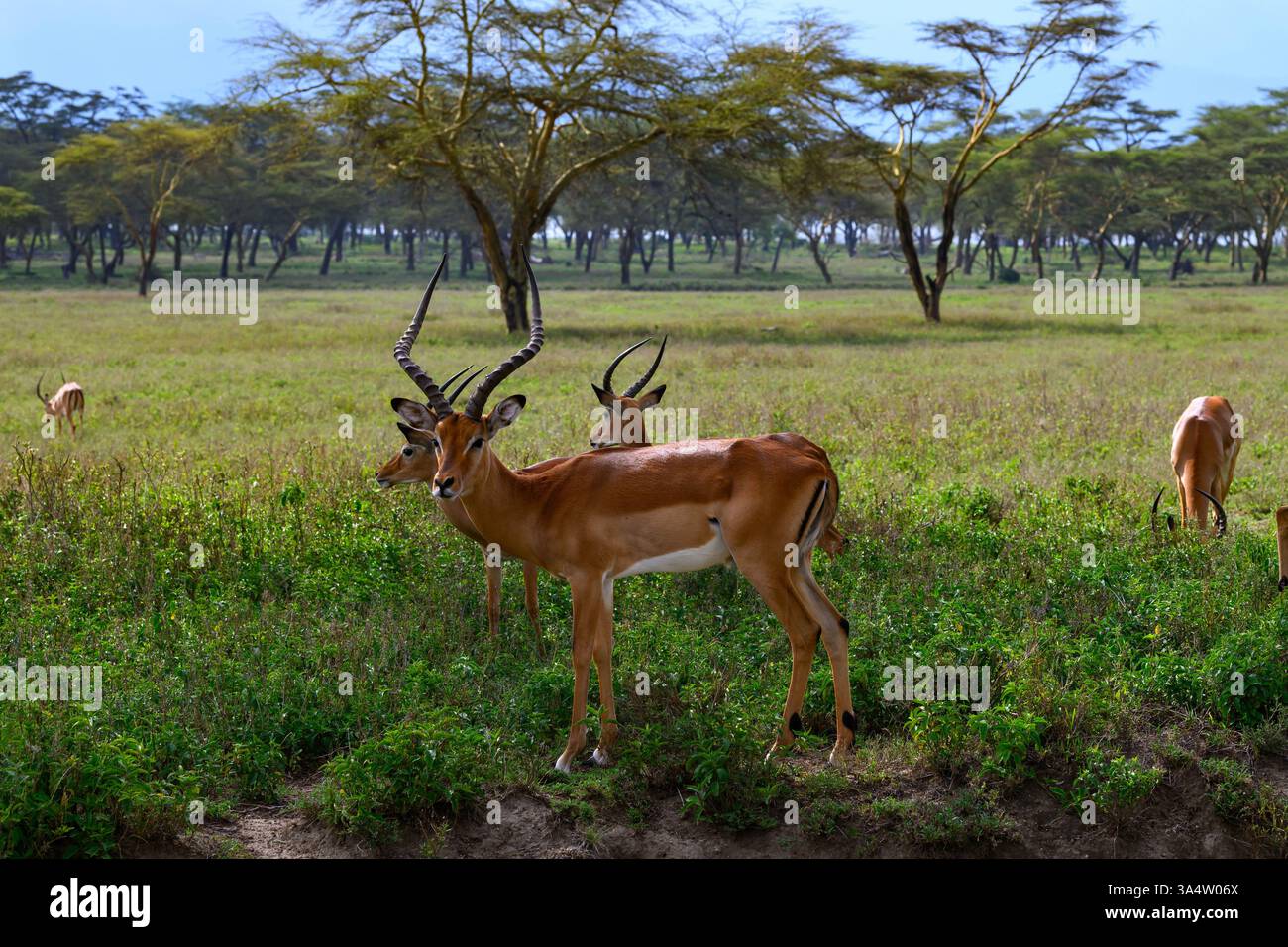 Naivasha, Piombino, Kenya. 18 marzo 2025. Atmosfera a Racce, durante il FIA World Rally Championship WRC Safari Rally Kenya 2025 19 marzo, Naivasha. Kenya crediti: Luca Barsali/ZUMA Press Wire/ZUMA Wire/Alamy Live News Foto Stock