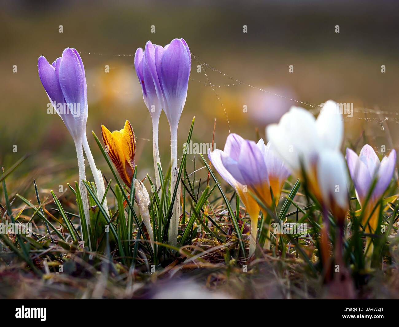 Zafferano, croco(Crocus vernus (L.), fiori primaverili in fiore in un ambiente naturale, con colori diversi, primo piano su uno sfondo erboso Foto Stock