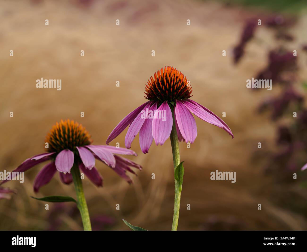 Echinacea purpurea (L.) Moench. - una specie di piante della famiglia delle asteraceae. Viene dal Nord America. Piante medicinali e ornamentali. fiori Foto Stock