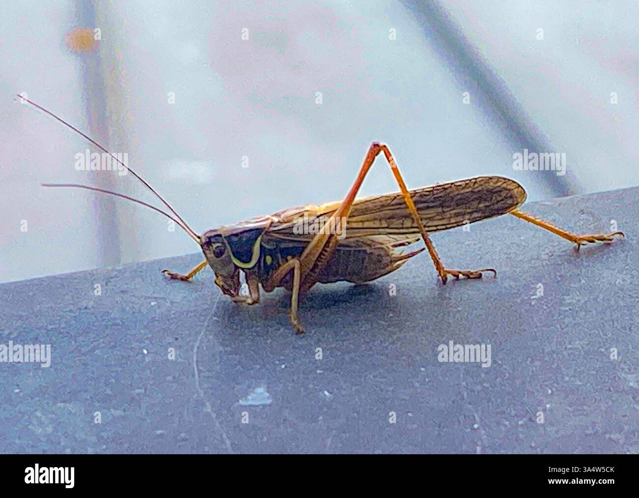 Macropterous (Long Wing) male Roesel's Bush cricket (Roeseliana roeselii) che poggia su un edificio in un prato erboso inglese nell'East Sussex, in agosto Foto Stock