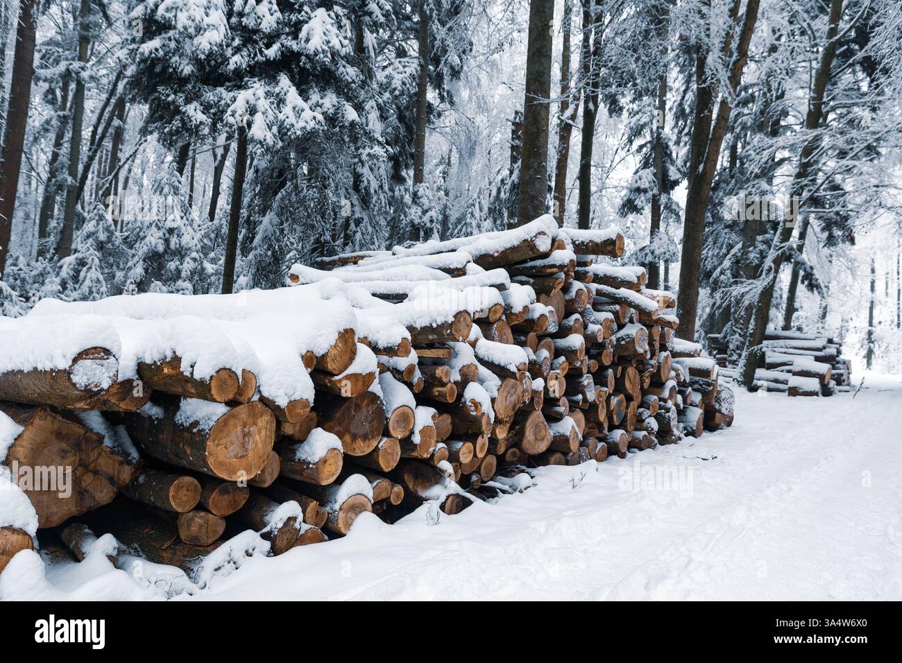 Pile di legno, alberi impilati in una foresta innevata, inverno in Svizzera Foto Stock