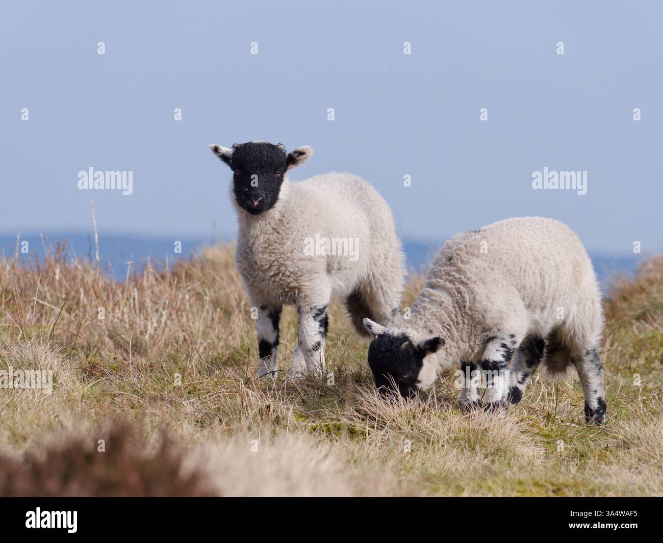 Gli agnelli di Swaledale pascolano sulla brughiera vicino al sito dell'incidente "sovraesposto" B29 a Bleaklow nel Peak District National Park, Inghilterra, Regno Unito. Foto Stock