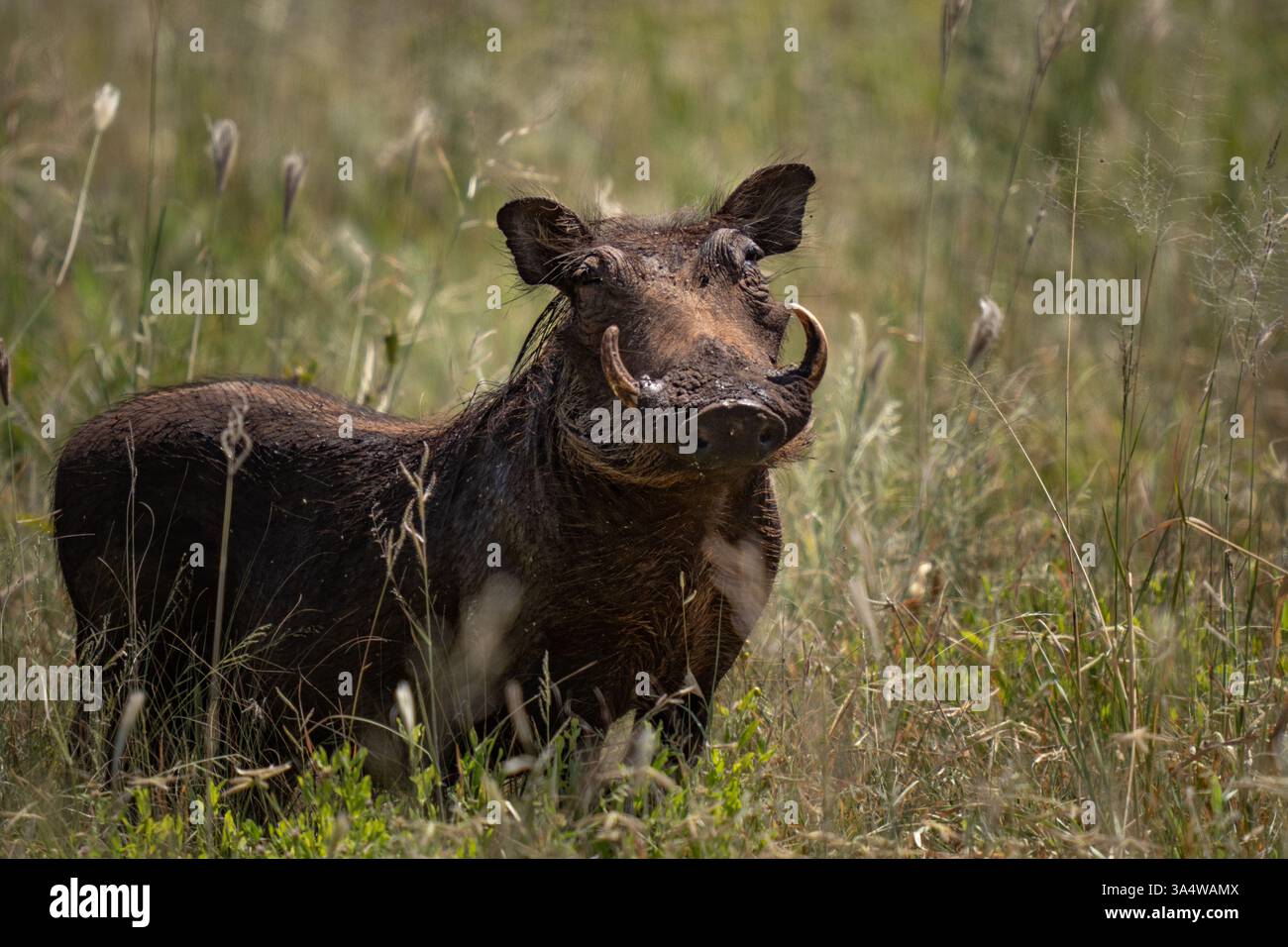 Primo piano di un Warthog africano nell'erba alta Foto Stock