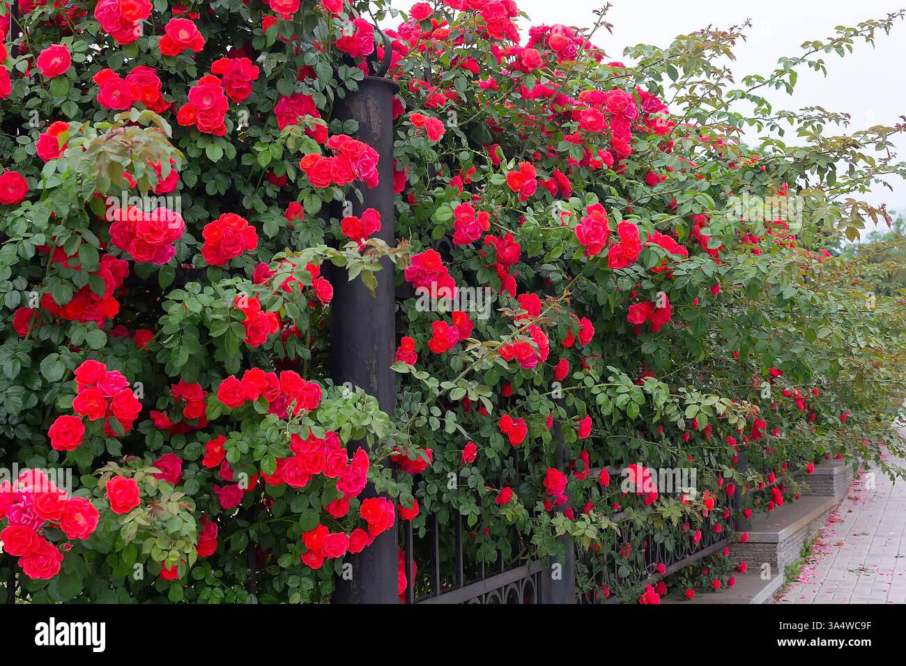 Un cespuglio di rose rosse cresce vicino a una recinzione di ferro, Flowers Foto Stock