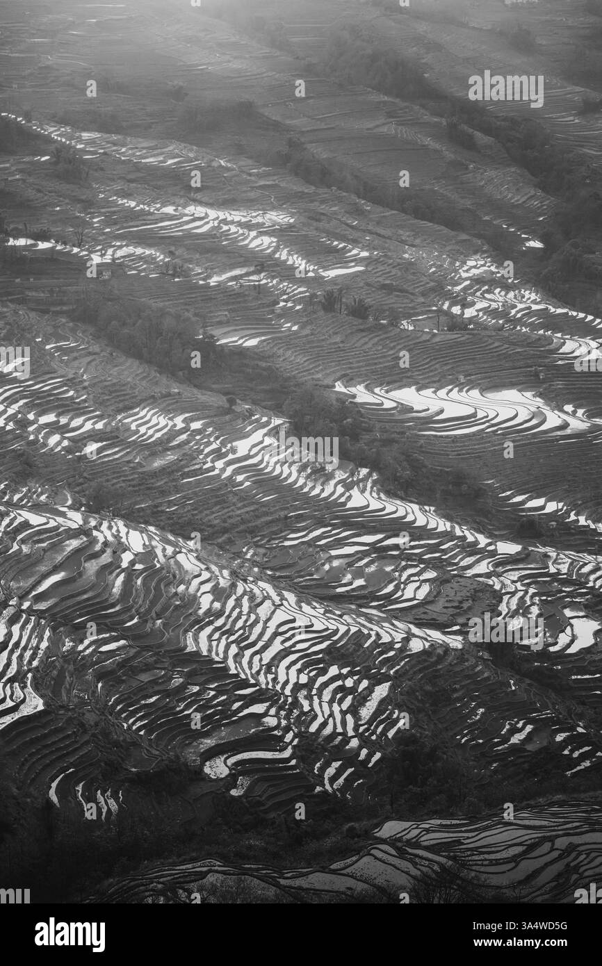 Risaie, terrazze di riso. Nella provincia dello Yunnan in Cina. Terrazze di riso bada, immagine verticale con spazio di copia per il testo Foto Stock