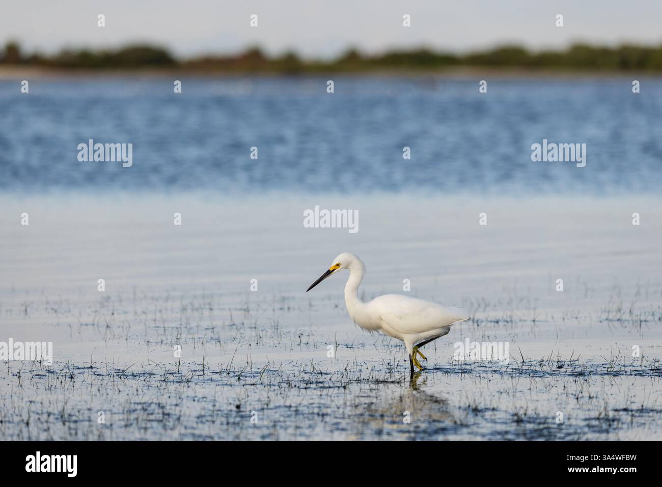Snowy Egret Wading e caccia nelle acque costiere poco profonde al Honeymoon Island State Park, Dunedin, Florida. Foto Stock