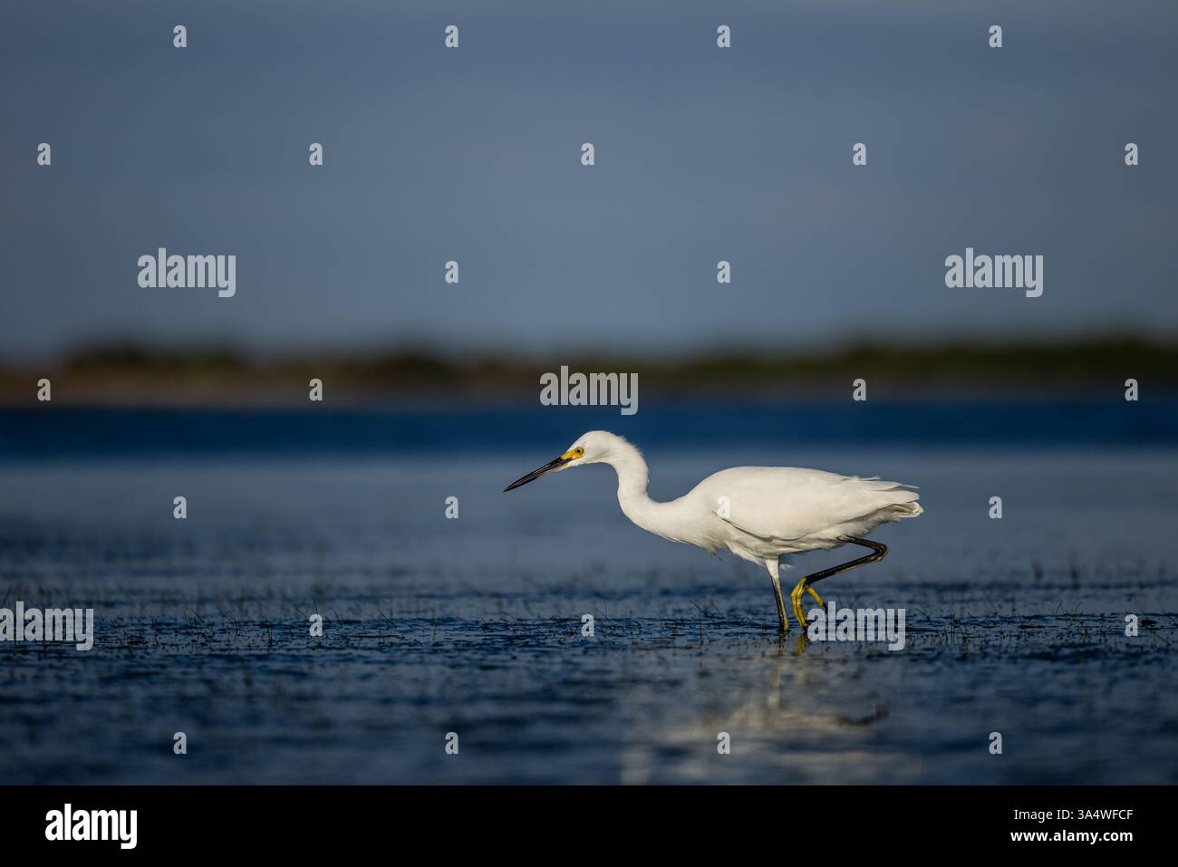 Snowy Egret Wading e caccia nelle acque costiere poco profonde al Honeymoon Island State Park, Dunedin, Florida. Foto Stock
