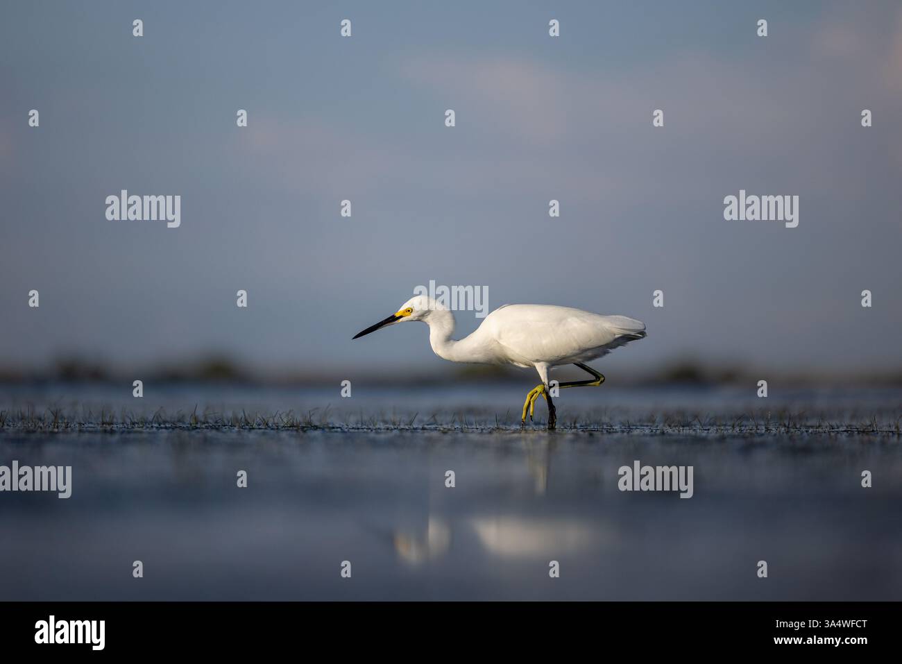 Snowy Egret Wading e caccia nelle acque costiere poco profonde al Honeymoon Island State Park, Dunedin, Florida. Foto Stock