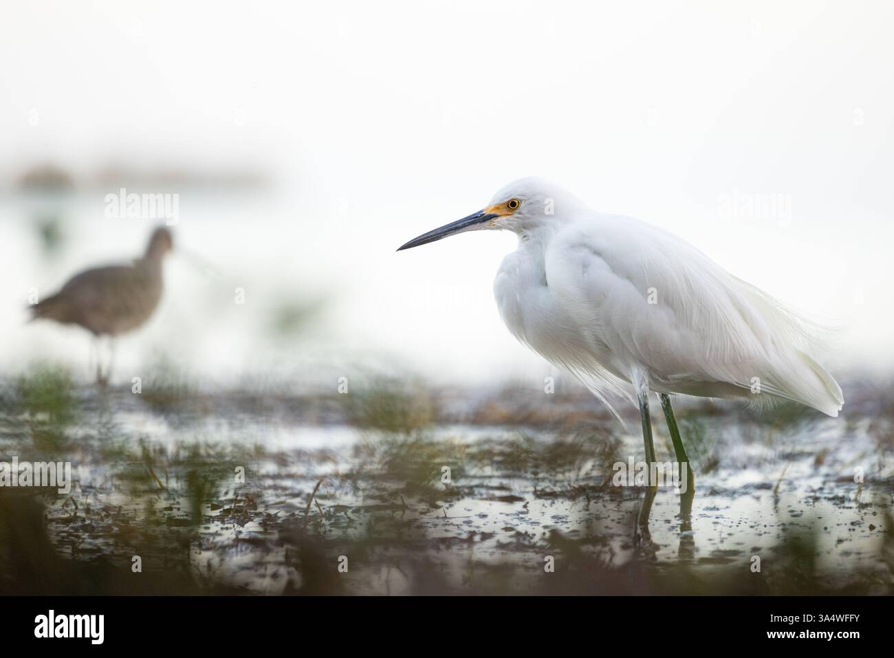 Egret innevato in acque poco profonde tra la vegetazione del Honeymoon Island State Park, Dunedin, Florida. Foto Stock