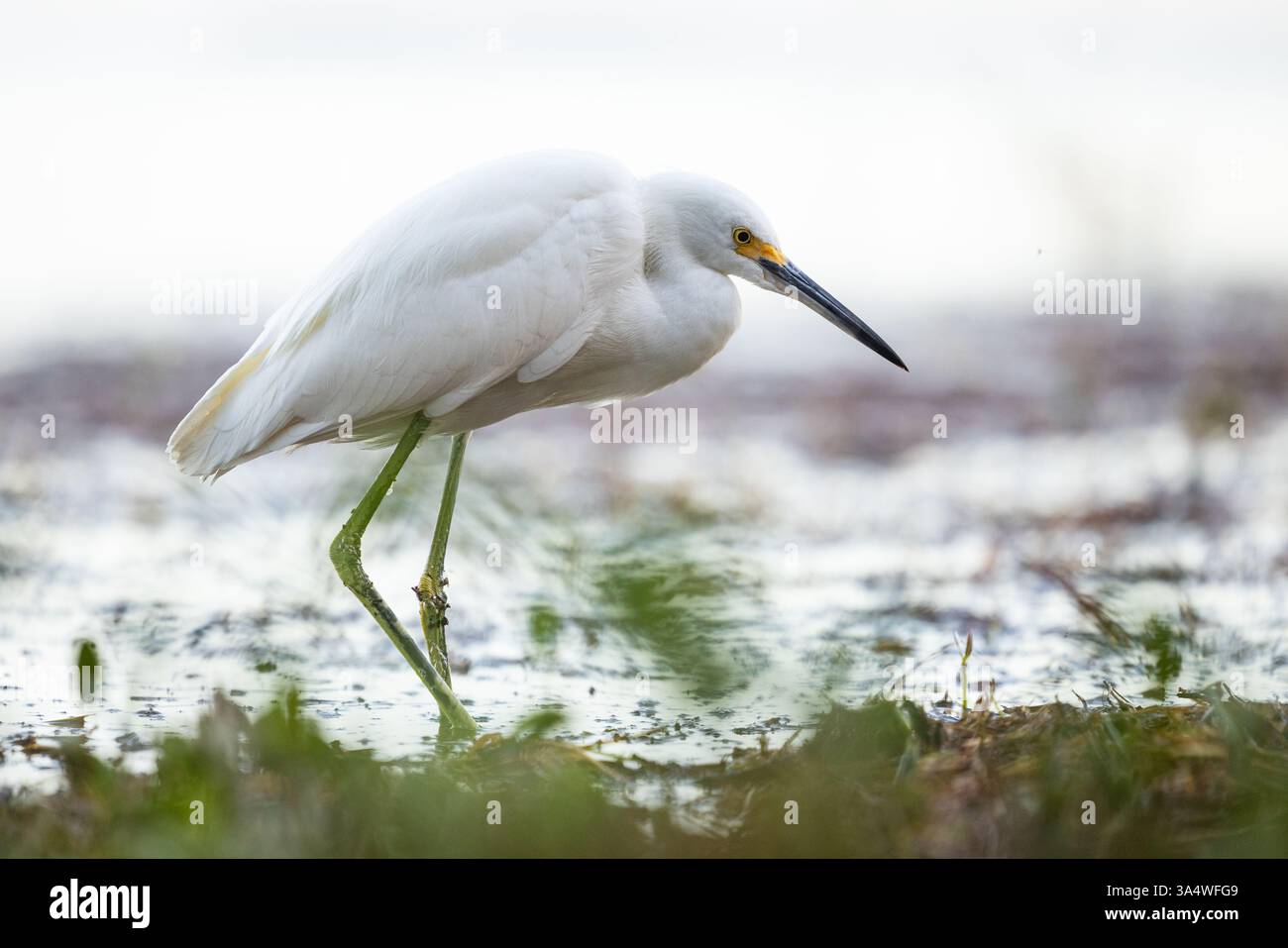 Egret innevato in acque poco profonde tra la vegetazione del Honeymoon Island State Park, Dunedin, Florida. Foto Stock