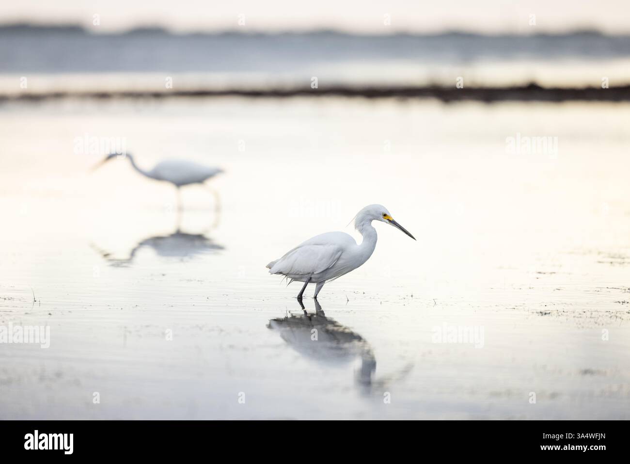 Due Snowy Egrets che si tuffano in acque poco profonde riflettenti durante la luce soffusa del mattino al Honeymoon Island State Park, Dunedin, Florida. Foto Stock