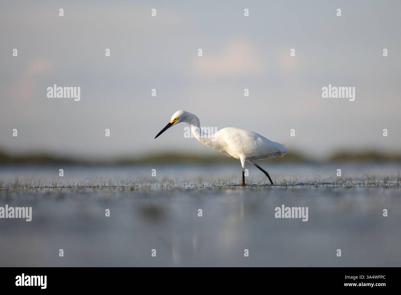 Snowy Egret Wading e caccia nelle acque costiere poco profonde al Honeymoon Island State Park, Dunedin, Florida. Foto Stock