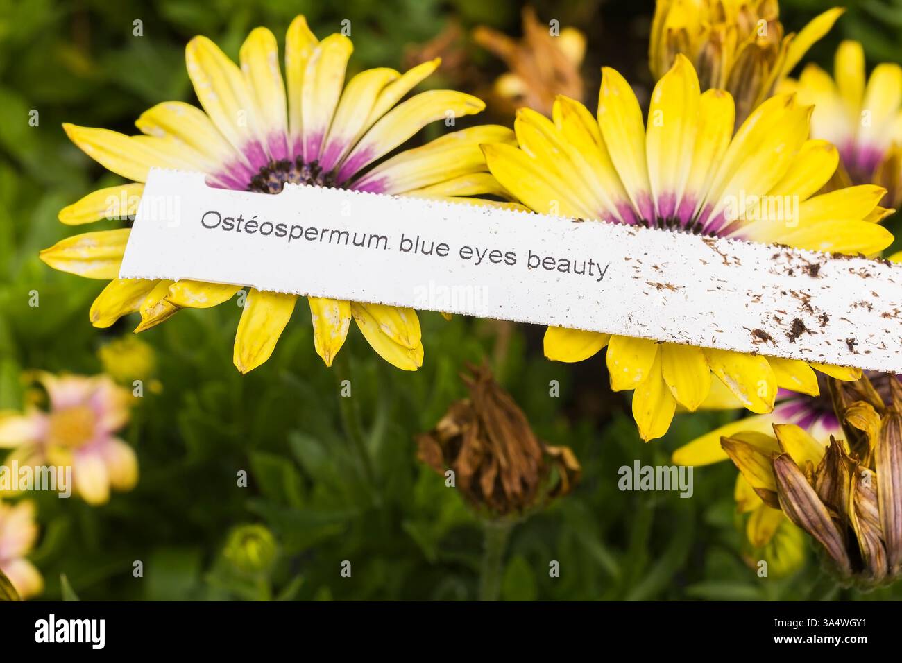 Primo piano di un'etichetta della pianta Osteospermum 'Blue Eyed Beauty' mal scritta. Foto Stock