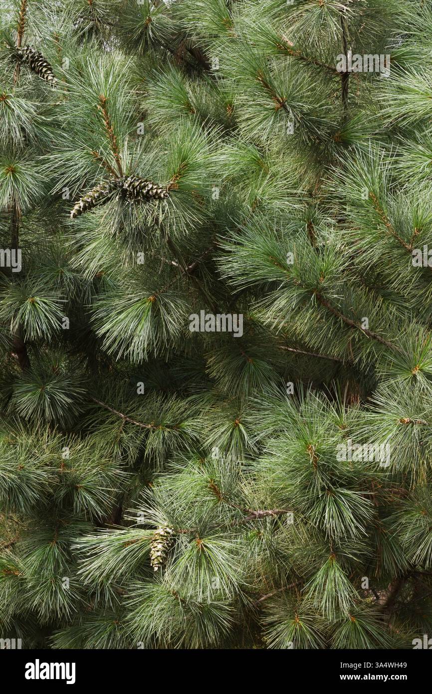 Primo piano di Pinus ayacahuite 'Forest Sky' - Pino bianco messicano in estate, Quebec, Canada Foto Stock