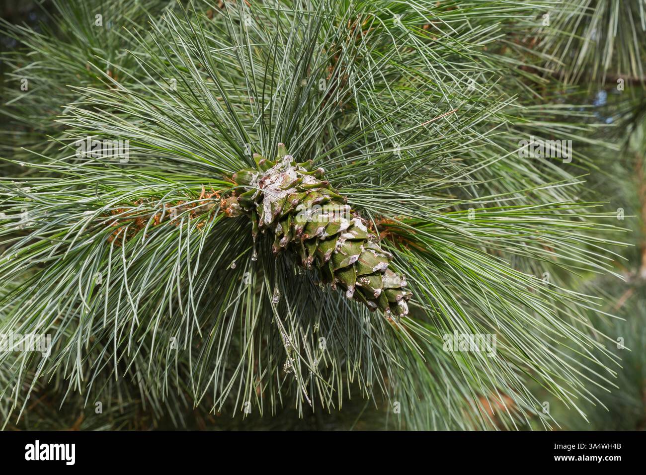 Primo piano di Pinus ayacahuite 'Forest Sky' - ramo messicano di pino bianco con cono di pino in estate, Quebec, Canada Foto Stock