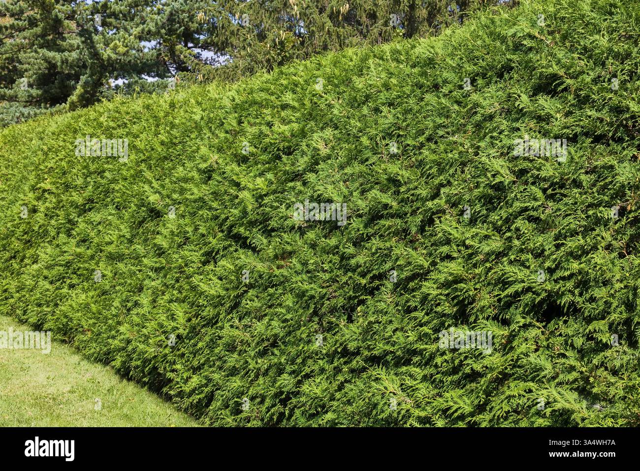 Thuja occidentalis - siepe di alberi di cedro bianco orientale, Quebec, Canada Foto Stock