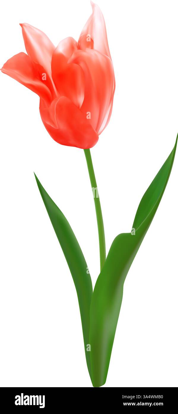 Realistico fiore di tulipano rosso isolato. Illustrazione vettoriale floreale di primavera per bouquet o decorazione. Illustrazione Vettoriale