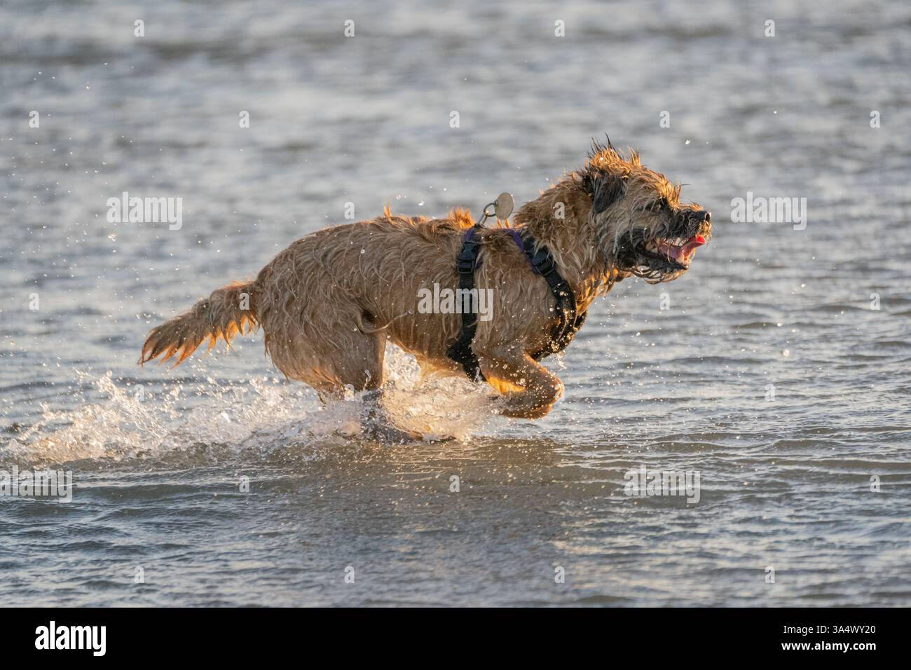 Un Border Terrier che corre attraverso le acque poco profonde della spiaggia. Foto Stock