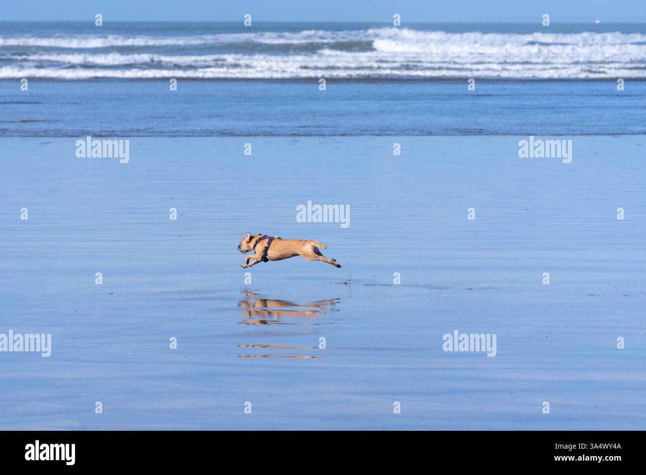 Un Border terrier corre attraverso la sabbia sulla spiaggia con tutte e quattro le gambe dalla spiaggia sabbiosa con il surf sullo sfondo. Foto Stock