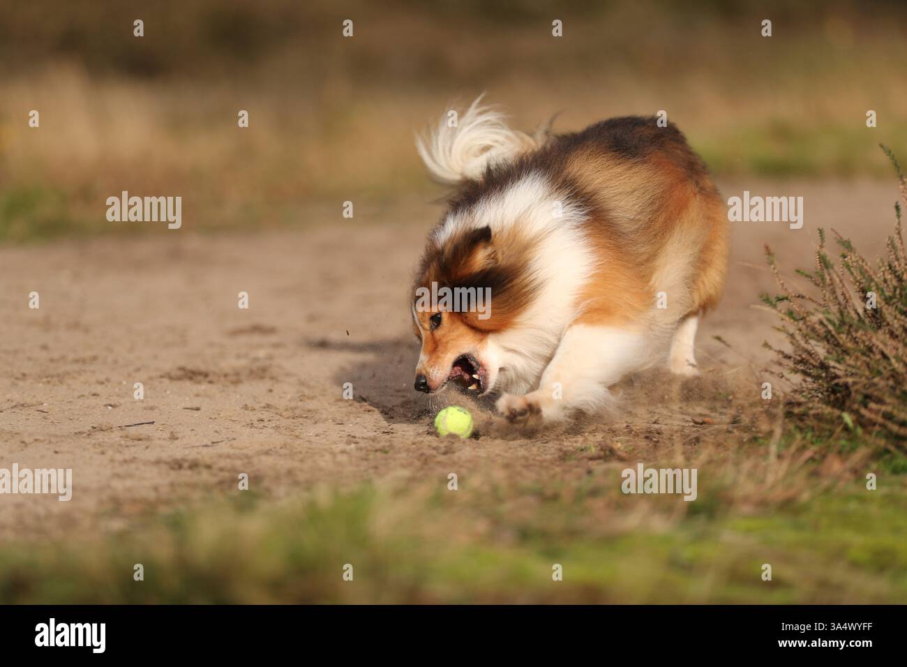 Sheltie Foto Stock