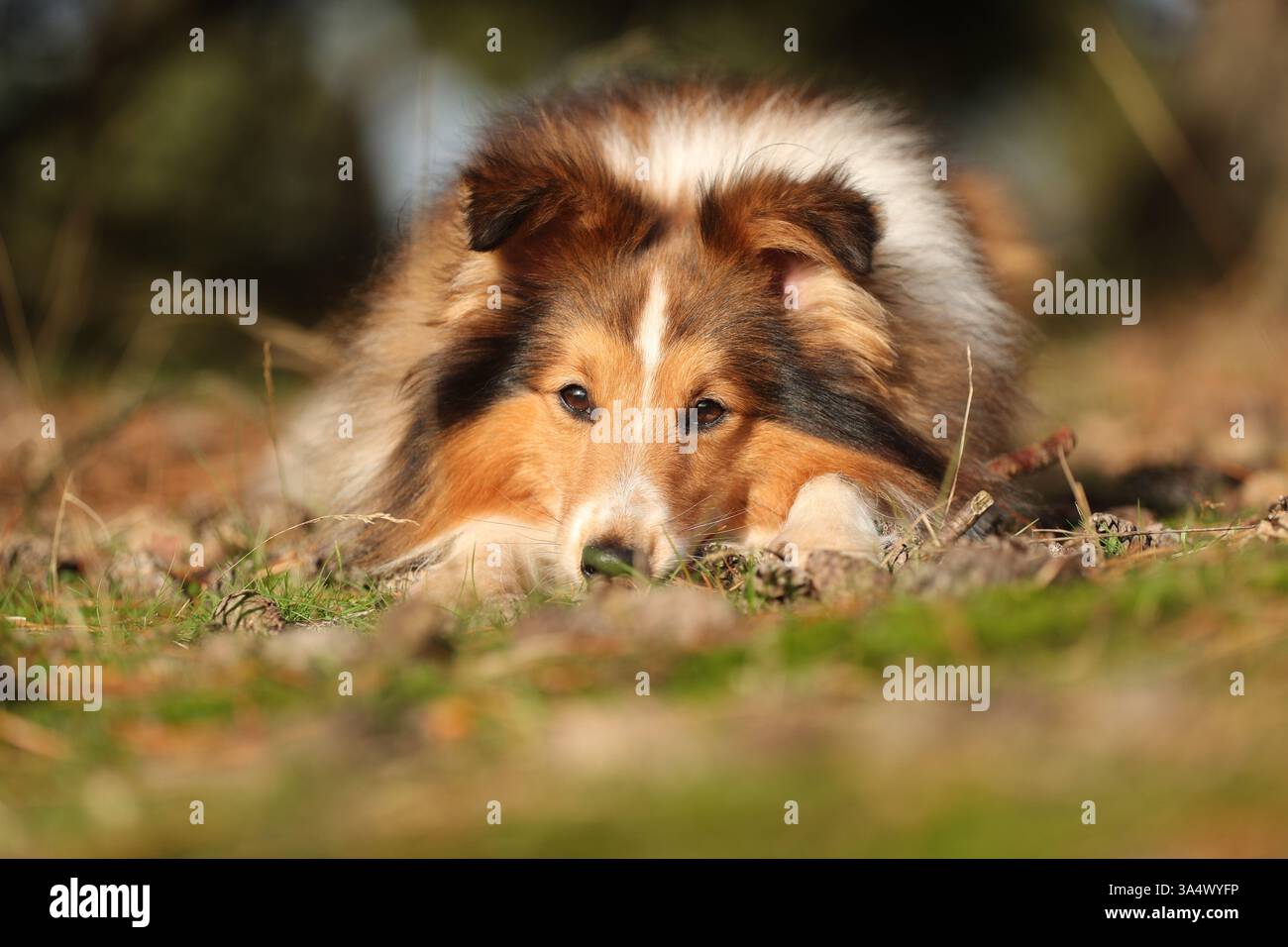 Sheltie Foto Stock