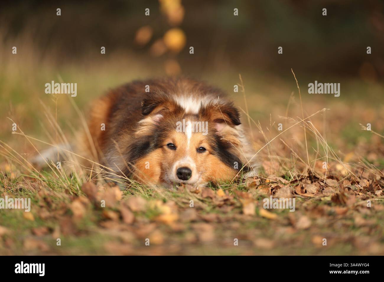 Sheltie Foto Stock