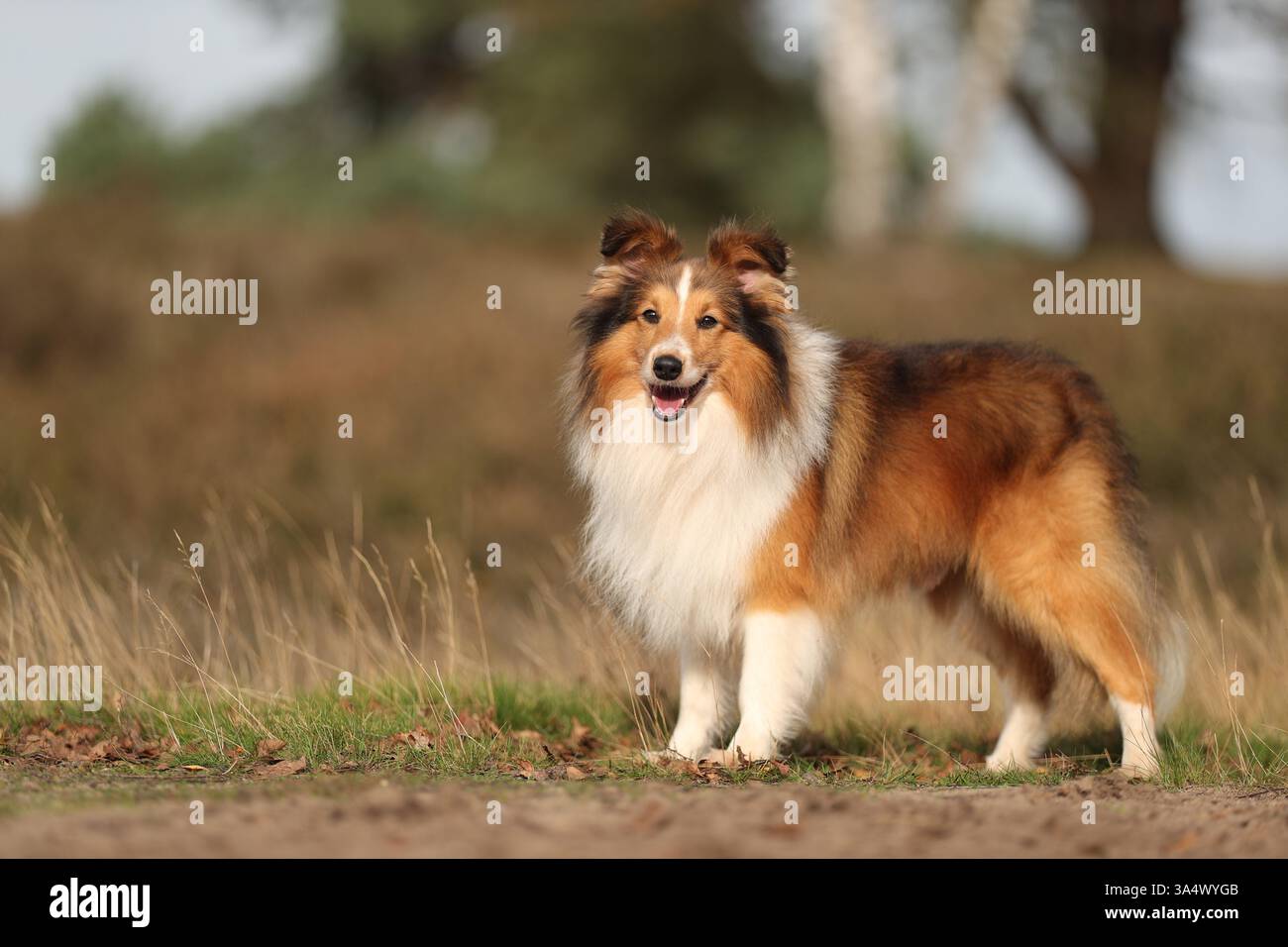Sheltie Foto Stock