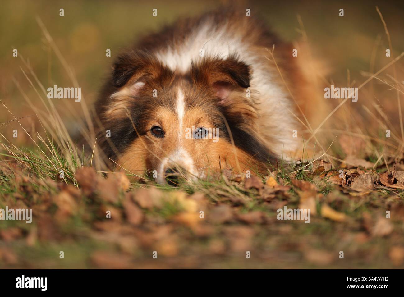 Sheltie Foto Stock