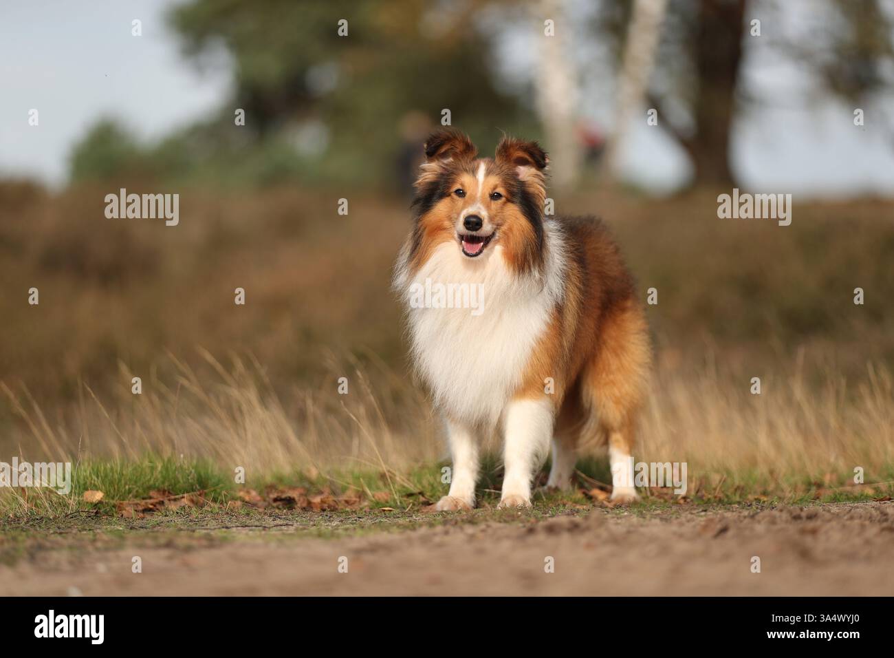 Sheltie Foto Stock